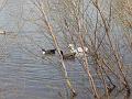 Swimming ducks